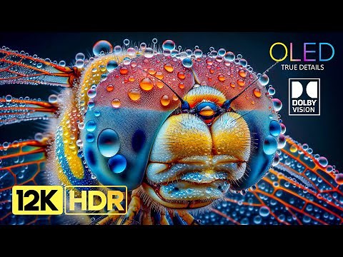 12K HDR 240 fps - Dolby Vision OLED TEST Video (4K / 8K TV)