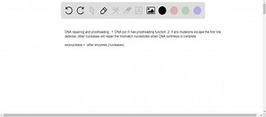 SOLVED:A scientist creates fruit fly larvae with a mutation that eliminates the exonuclease function of DNA pol III. Which prediction about the mutational load in the adult fruit flies is most likely to be correct? a. The adults with the DNA pol III mutation will have significantly more mutations than average. b. The adults with the DNA pol III mutation will have slightly more mutations than average. c. The adults with the DNA pol III mutation will have the same number of mutations as average. d