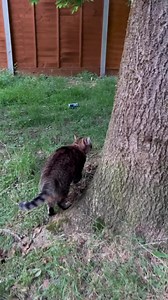 295 reactions · 68 comments | This evening’s adventures hanging out with Mum involves tree climbing. Yea that’s right you heard it here first. Not Mum but me hehehehe. Its a rare occasion that Mum manages to capture me attempting to climb a tree. More mischief tomorrow I think….. Lubs always your cheeky furface  | Miss Shelby The Cat | Facebook