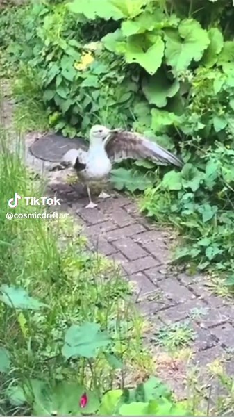 CosmicDrift VR on TikTok