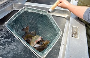 Mass. is stocking ‘invasive’ fish in its water. This group demands it stops