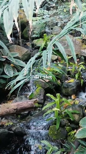 Exploring Montreal's indoor rainforest 🐒📍Biodome de Montréal.