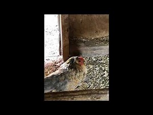 Jack Stauber - Tea Errors (Extended)