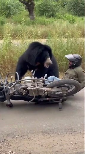 Sloth Bear Attacks Man on Motorcycle 🐻💥