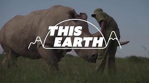 World's first white rhino IVF pregnancy may offer way to save subspecies