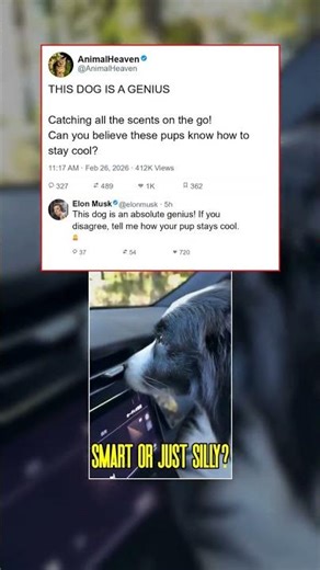 Dog Sniffs AC Like It's a Treasure Map