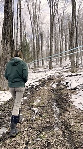 5K views · 115 reactions | Ever been curious about how we make maple syrup? Check out how we do it at Heiberg from start to finish! If you want to see the process in person (and taste ), then come to Maple Weekend March 22nd & 23rd  | SUNY ESF | Facebook