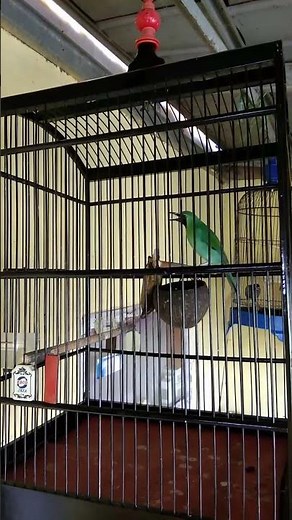 masteran cucak ijo gacor