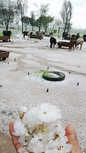 #foryou #creatorsearchinsights @🚳بلاج حسین🚳