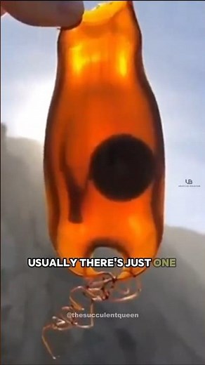 Mermaid’s Purse: The Shark Egg with BIOLOGICAL ARMOUR 🛡️🌊 #animalshorts #animal #wildlife