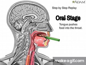 How Swallowing Works Animation Video - Stages of Swallowing Process - Swalllow Anatomy & Physiology on Make a GIF