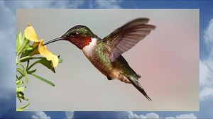 Hummingbirds to arrive in Hampton Roads after daunting 500-miles journey across Gulf of Mexico