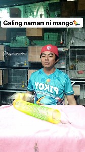 Galing naman ni mango🦜 #buhaymagiibon #Rhey #birdtricks #parakeets Alagang Pikoy handfeed formula by Munting Ibunan | Rhey Buenaobra