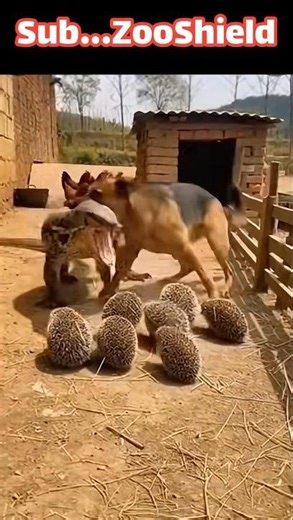 도마뱀의 습격! 개와 고슴도치의 구조A Giant Lizard Attacks Chickens, but a Dog and a Hedgehog Save Them