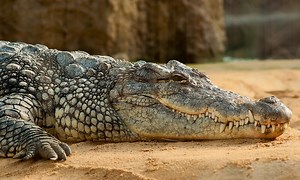 Nile Crocodile Facts - St Lucia South Africa