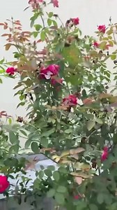 Cold Cocoa Recipe | Chocolate Drink | Special Drink | Summer Drink | Village Food Secrets