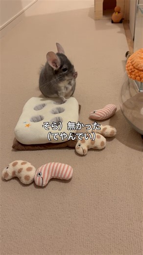 てやんでい 色分けに失敗して走るモードに転換したチンチラ＃chinchilla＃チンチラ＃shorts