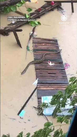 Giant Python Swims Through Typhoon Floodwaters in the Philippines