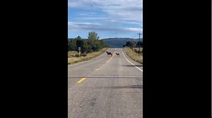 Noisy elk calves squeak as they cross Colorado road in adorable video. Have a listen