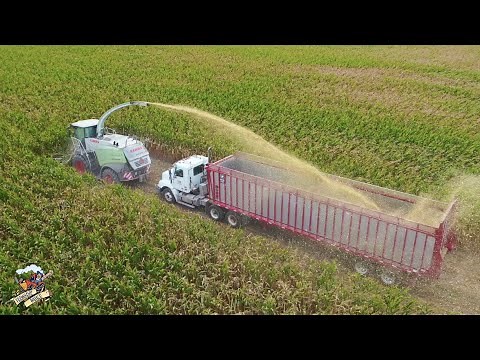 Corn Silage Harvest on the Ohio Indiana Stateline