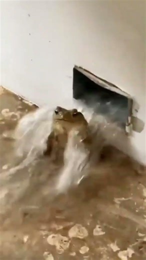 Frogge #animals #amphibians