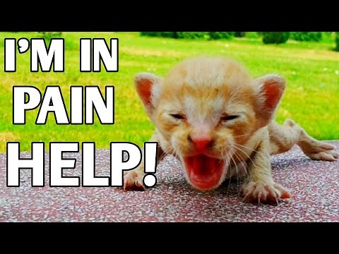 Starving Kitten Asks for Help and Finds Kindness and a Happy New Beginning 🐱💖🐾