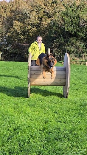 Germanshepherd slow-mo agility training 😀🐾🐕 #walkiesandmorewalkies #dogwalker #dogagility #dogshavingfun #dogtraining #germanshepherd #gsd | Walkies and more