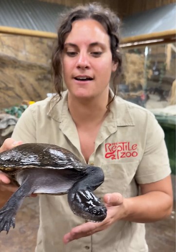 Ever seen a Turtle with the neck of a snake?🤯 This is a snake neck turtle from Papa New Guinea and they are known for having some very interesting animals😅 This guy has a super long neck that can actually coil around his body👀 Evolution is a wild thing and that long neck sure makes it easier for him to catch prey😁