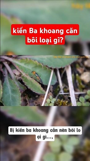 BỊ KIẾN BA KHOANG CẮN NÊN BÔI LOẠI GÌ, BÁC SĨ CHIA SẺ #bacsihien #kienbakhoang #dalieu #xuhuong