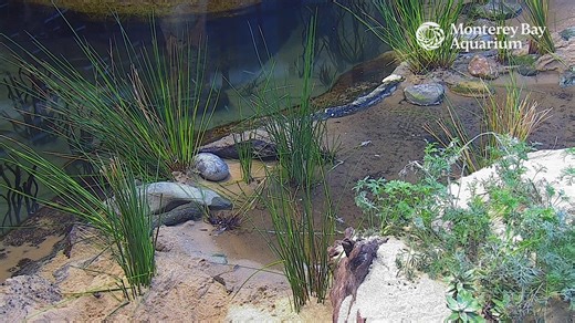 A birdâ€™s eye view on the Aviary Cam ðŸ¦ | Monterey Bay Aquarium