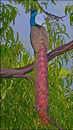 #wildlife #photography #nature #birds #shorts