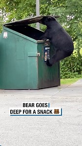 Bear Goes Deep for a Snack 🐻 | Tavi Castro