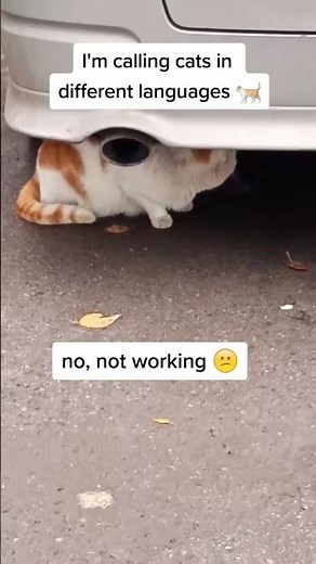 THIS CAT IS RUSSIAN! #shorts