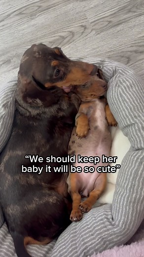 ☺️☺️ #dachshund #dogsofinstagram #cute #dogs #puppy #weinerdog | Tokyo & Baby Aiko