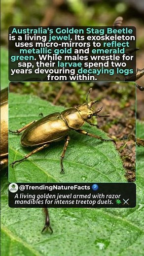 This Beetle Is Made Of Real Gold | Golden Stag Beetle #goldenbeetle #beetle