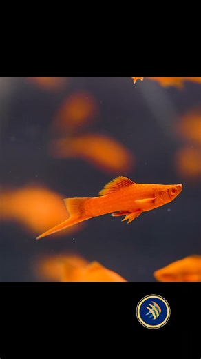 🌟🐠 Meet the Stunning Firecracker Swordtail! 🐠🌟 Add a burst of color to your aquarium with the Firecracker Swordtail (Xiphophorus helleri). These active and peaceful fish flaunt vibrant red hues and striking red eyes of a true albino morph. ✨ Thrive in well-maintained tanks (65-82°F, pH 7.0-8.3) ✨ Ideal tank size: 20 gallons for happy, active schooling ✨ Enjoy a balanced diet of flakes, live, and frozen foods ✨ Perfect for beginners—these livebearers are easy to breed! Bring home the Firecrac