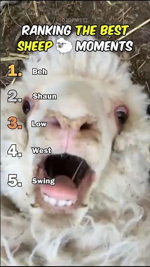 Ranking Best Sheep Moments