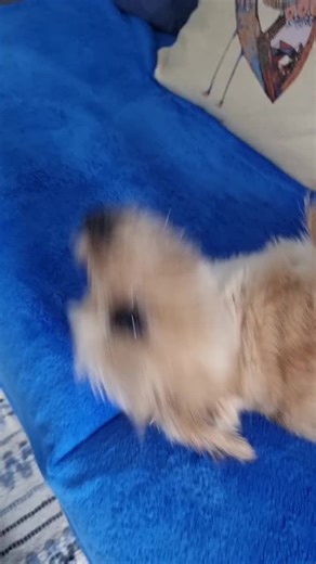 Doggo jiggle jiggle #nz #dogs #doge #terrier #funnydog #fyp