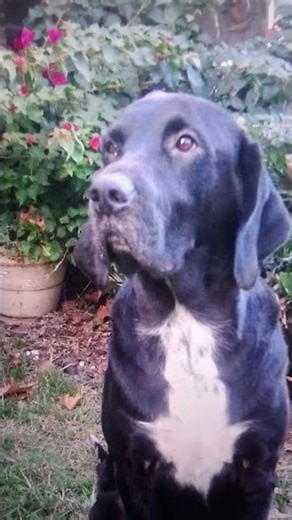 Join me on rover.com. https://www.rover.com/sit/lindae07183