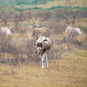 23K views · 1.7K reactions | This is Fossil Rim's herd of critically endangered addax antelope for #NationalWildlifeDay! Here in our large open pasture setting these herds have the opportunity to use this space, and that is the point. This allows them to move together in search of food, water, shelter, and even the best spot to give birth. #endangeredspecies #wildlifeconservation #safaripark #fossilrim | Fossil Rim Wildlife Center | Facebook