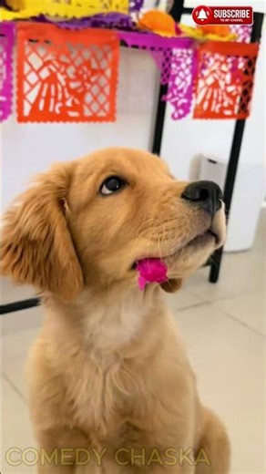 “This Made Me Laugh WAY Too Hard!