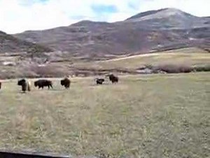 Bison Hunt With 500 S&W Pistol