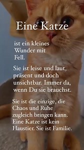 11K views · 195 reactions | Eine Katze ist mehr als nur ein Haustier...