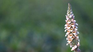 Vorsicht: Herzmedikamente aus Fingerhut erhöhen die Sterblichkeit