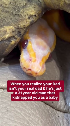 This discovery left my Ball Python traumatized😂🐍 #ballpython #snake #petsnake #snaketok #pet