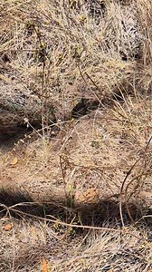 22K views · 178 reactions | With its goggle-eyes and exquisite...