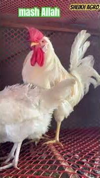 ￼ integrate system chickenfarming ইন্টিগ্রেটেড ফার্মিং চাষের মাধ্যমে চাষিভাইয়েদের লক্ষ্মী লাভl#cover