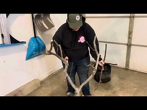 Pruning potted Fig Trees in winter storage