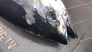 So here’s how all the action played out when Matt and the boys caught the big tuna last week on the new Stabicraft. Watch till the end to see the tuna get some revenge on Matt! | ITM Fishing