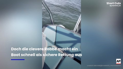 Boot rettet Robbe: Schlauer Seehund flüchtet vor Orcas